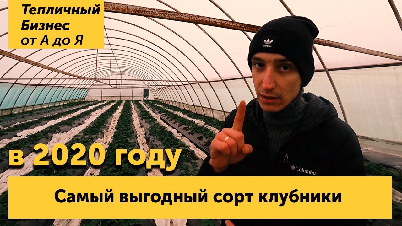 Самый выгодный сорт клубники. И это не Кабрилло. Правда о современных сортах.