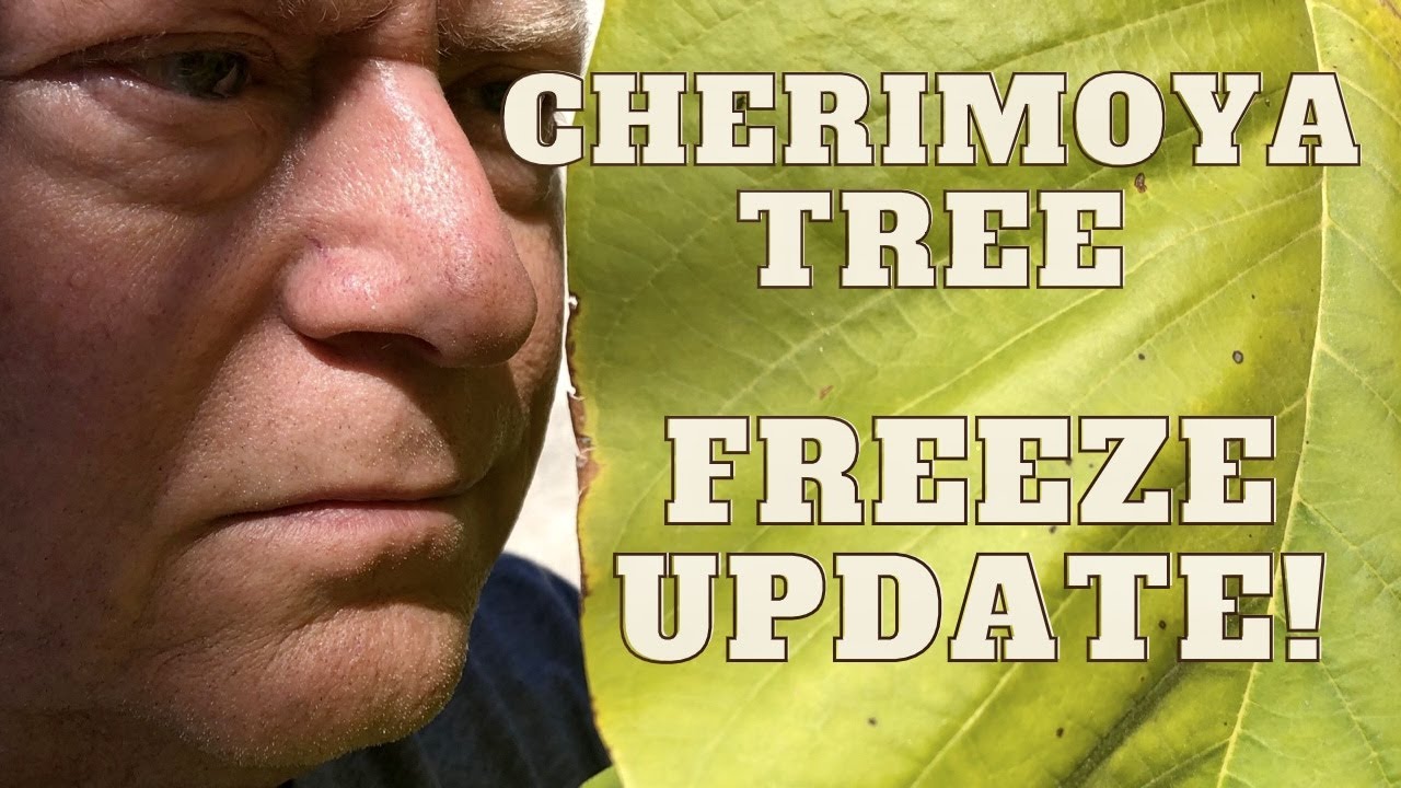 CHERIMOYA GROWING IN COLD CLIMATES