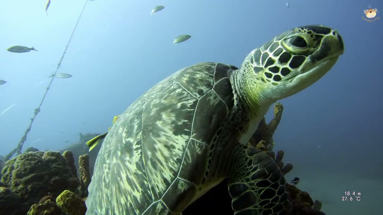 Plongée Guadeloupe Malendure franjack 31012026