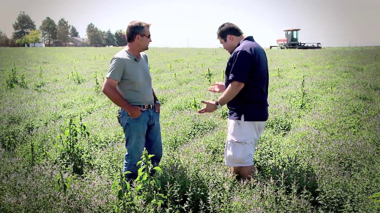 Growing Mint on Schutte Farms | Othello, WA | Washington Grown