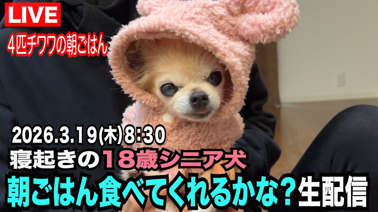 【18歳シニア犬の朝ごはん食べてくれるかな？】生配信！