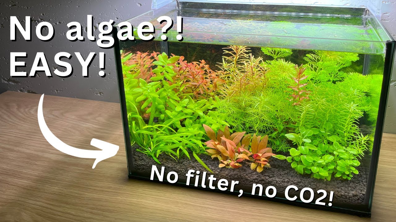 No Algae, no filter Nano Tank for beginners?! Step-by-step tutorial!