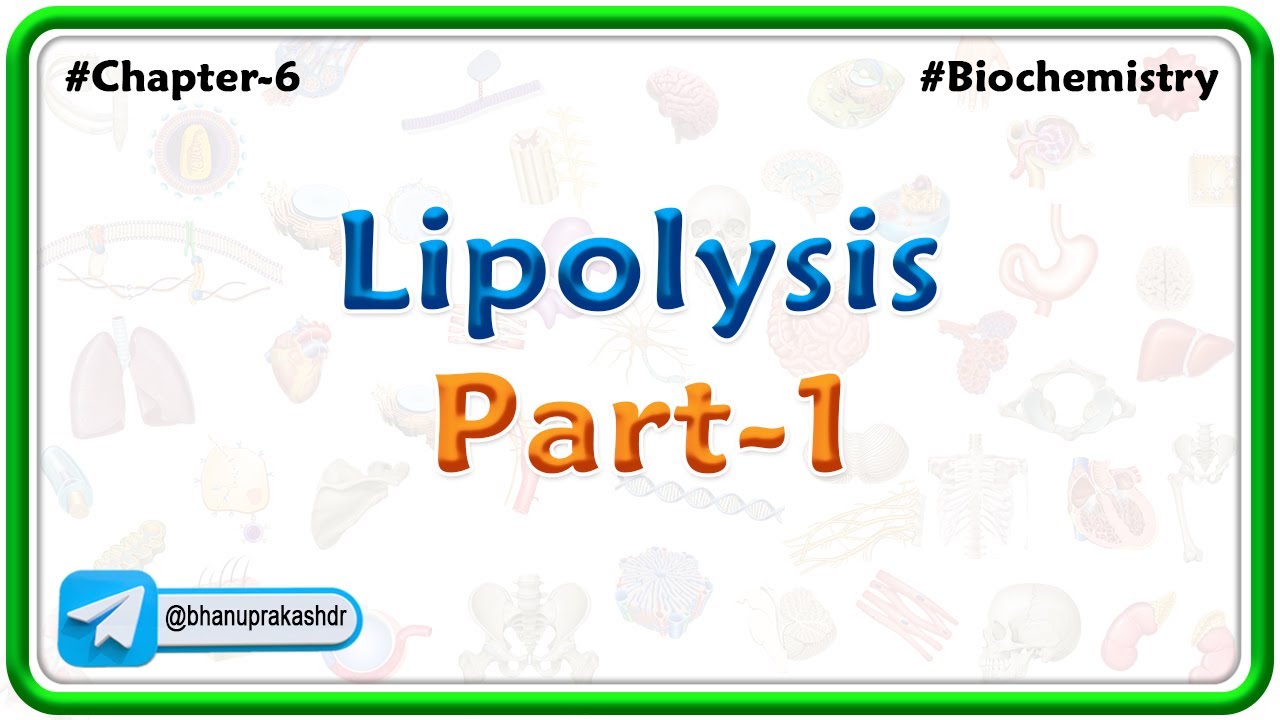 Lipolysis ( part - 1 )  : Lipid Metabolism