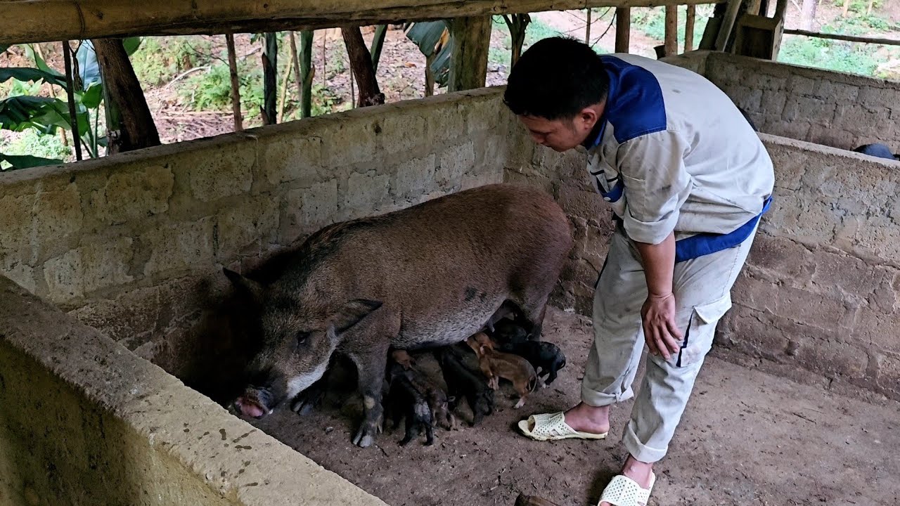 What should I do if the mother pig loses milk after giving birth? (ep316)