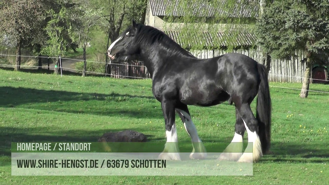 Shire Horse Deckhengst Bandit