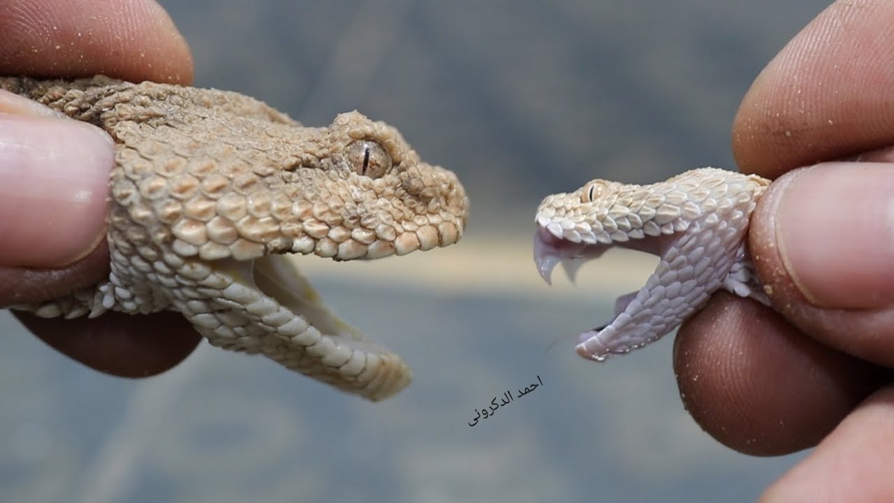 ج2_الحية القرعاء( Cerastes vipera )والفرق بينها وبين الحية المقرنة بدون قرون ( Cerastes cerastes)