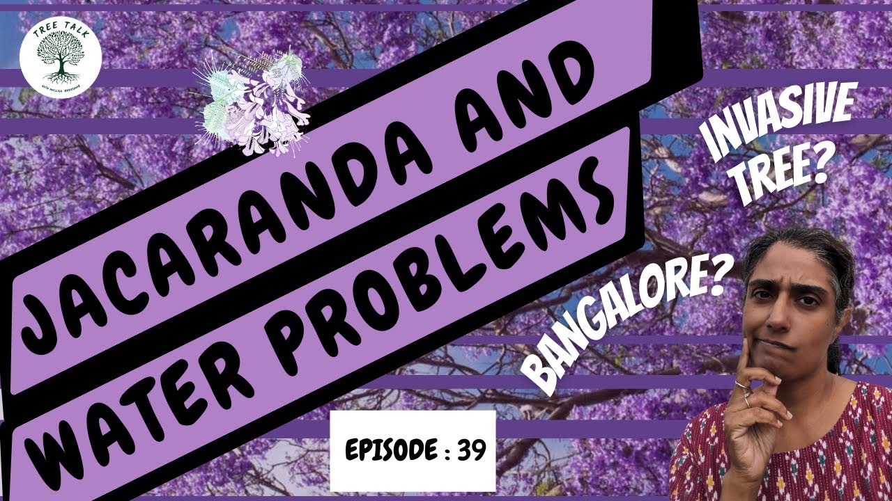 Jacaranda Tree causes Water Problems?