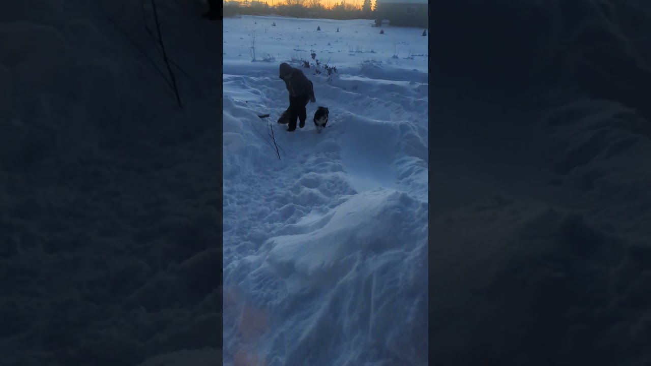 Sledding with Luna, the farm dog 