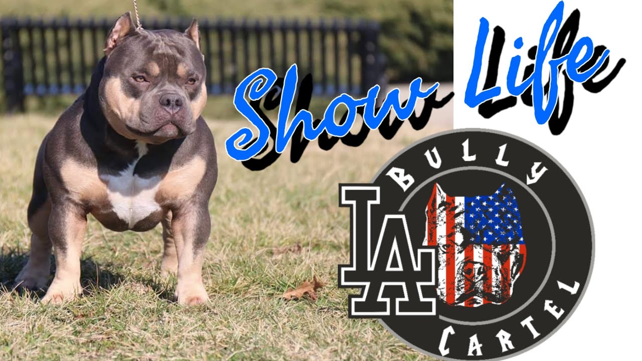 American Bully Show Life Episode 22: BullyPedex March Madness Bully Breed Playoffs JAWS BEST IN SHOW