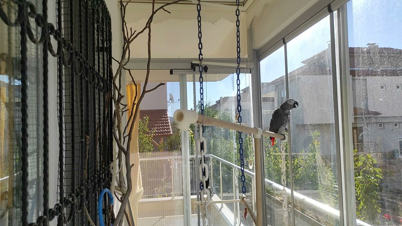 ÇAKILIN AYŞEYİ ÇAĞIRIP GÜLMESİ ÖLDÜRECEK BENİ