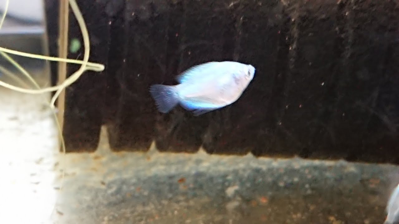 Dwarf Gourami fry 0 - 8 weeks