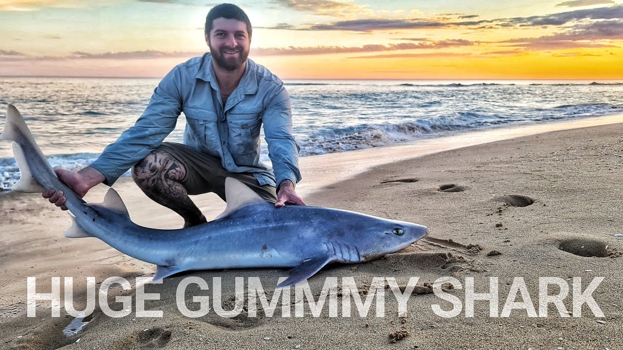 HUGE Gummy Shark Fishing December 2022 - 5.5ft - 167cm