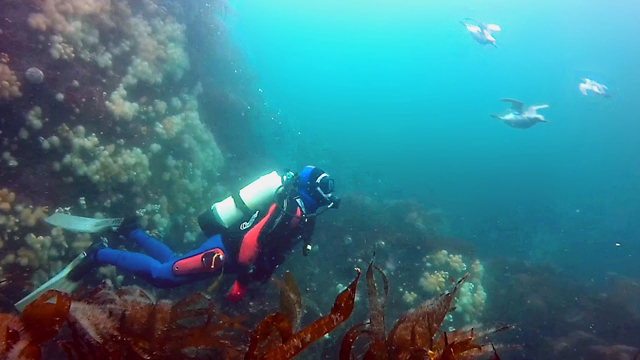 Diving With Guillemots, St Abbs Scotland