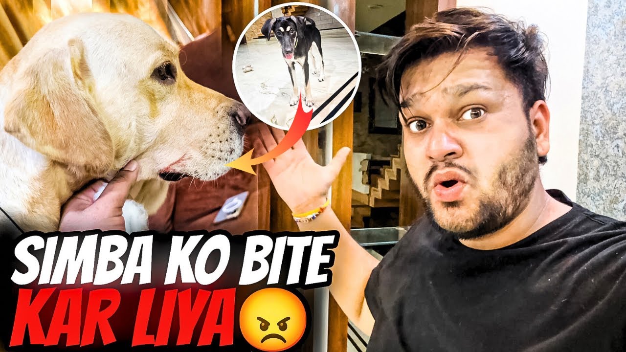 Simba Ko Bite Kar Liya🥺 #vlog
