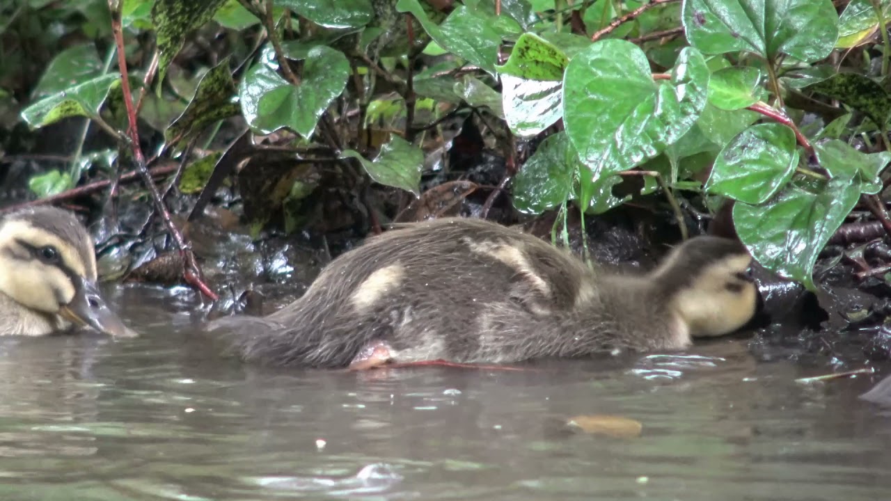 徳生カモリン子育て日記 Neighbours その６ カルガモ成長記録 2021.6.17