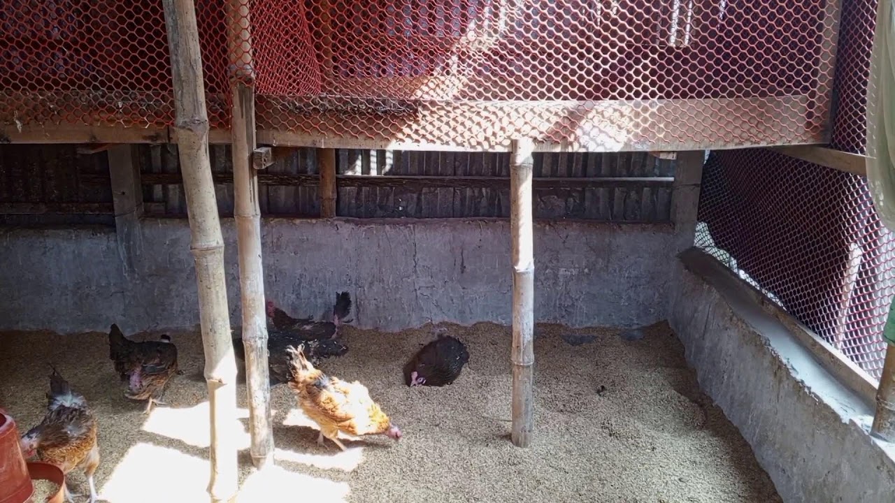 Chickens Dust Bathing & Playing in Straw | Relaxing Farm Chicken Live Stream