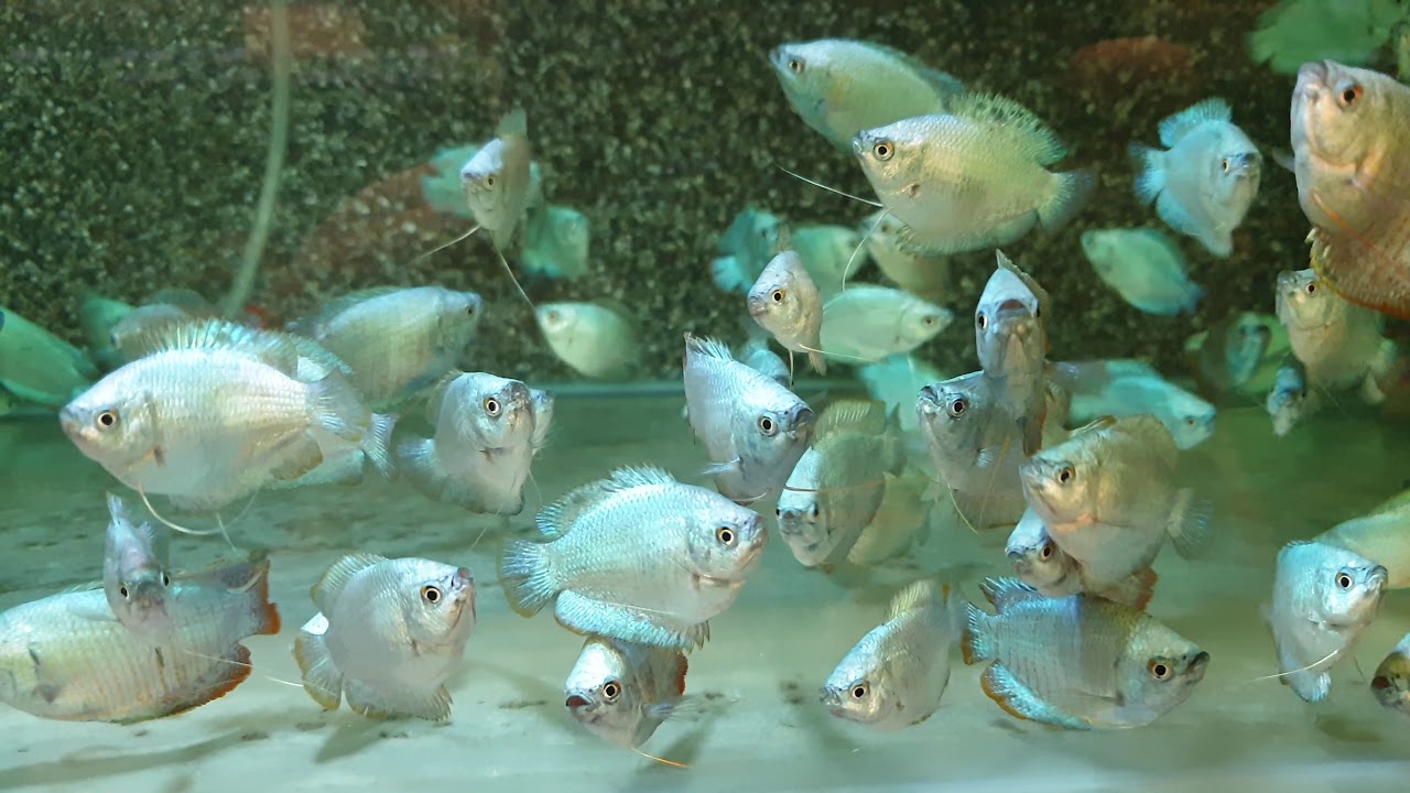 Colisa Lalia Cobalt