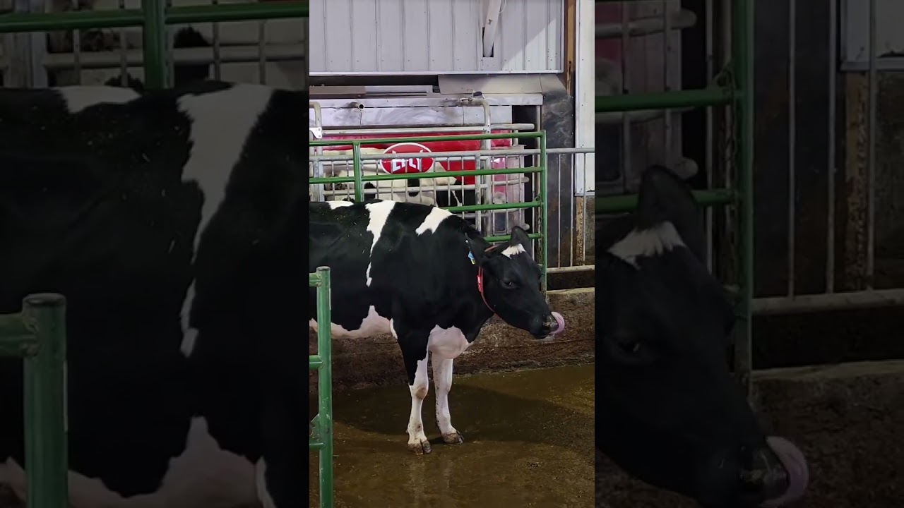 Эта корова ОБОЖАЕТ проходить через робота 🤖 #робот #ферма #корова