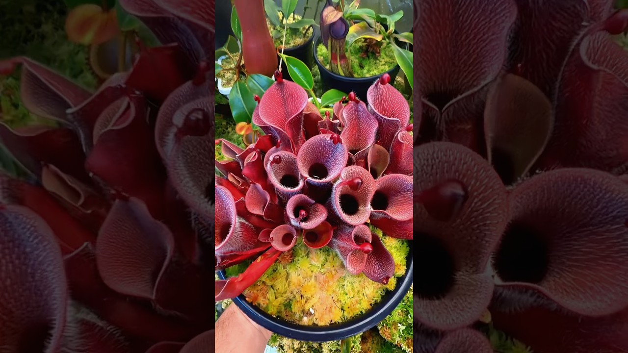 When your plant turns blood red instead of green 😳🌿 