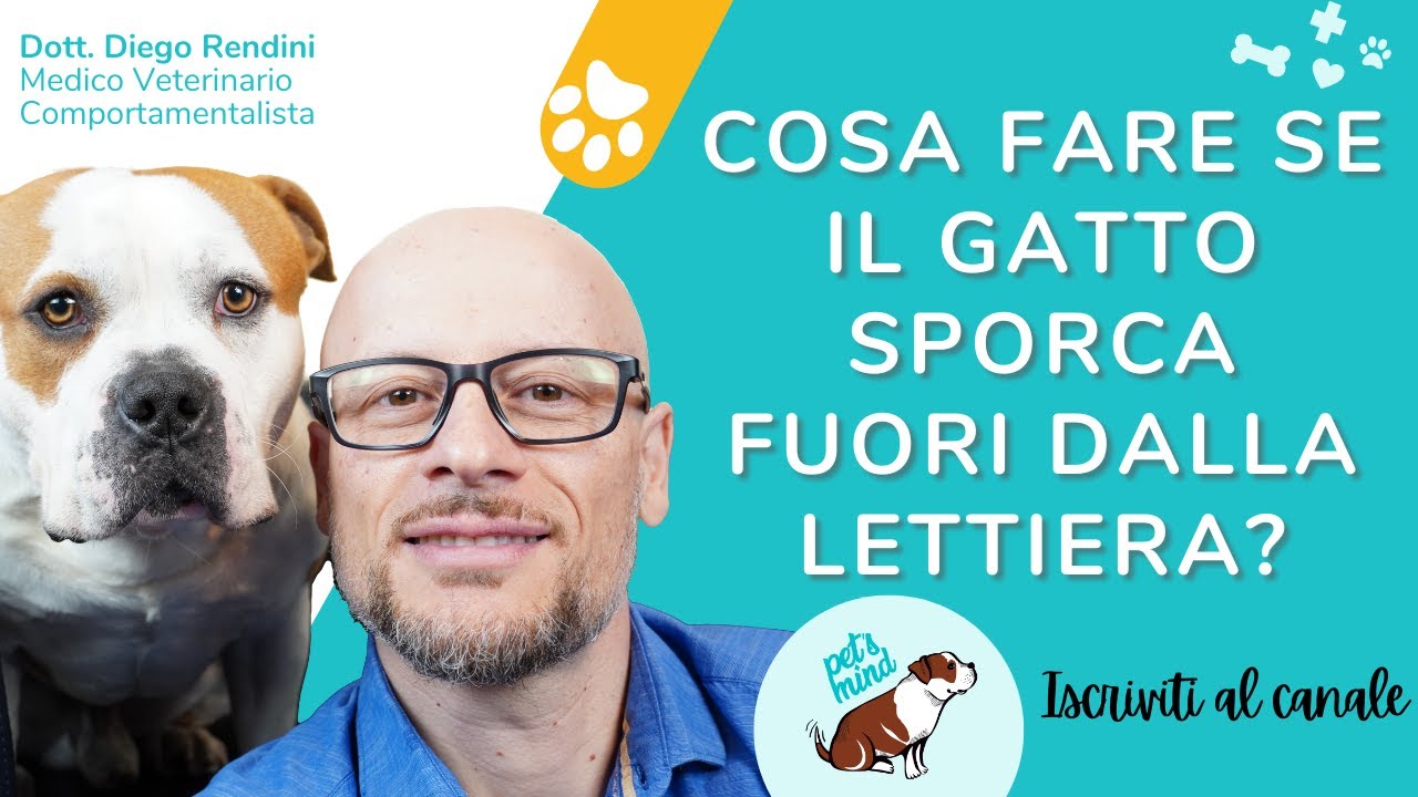Cosa fare se il gatto sporca fuori dalla lettiera?