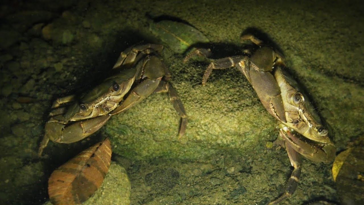Pesca MASIVA | Cazando Cangrejos en aguas Cristalinas [ Aventura Nocturna] 🤿