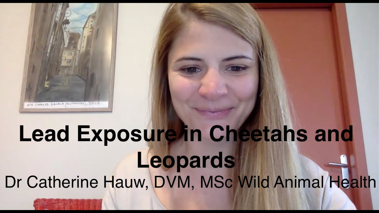 Catherine Hauw -  Lead Exposure in Cheetahs and Leopards (With RVC, ZSL and CCF)