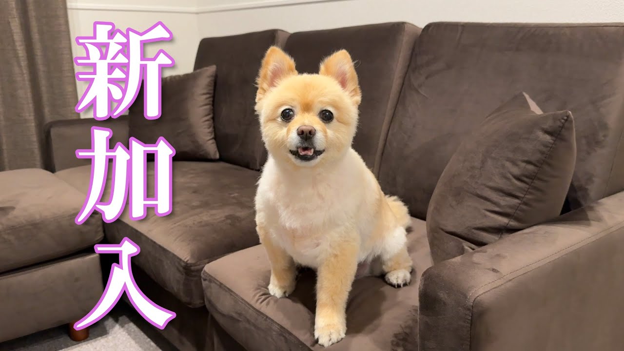 新しくソファーを買ったら、愛犬がこうなりました！