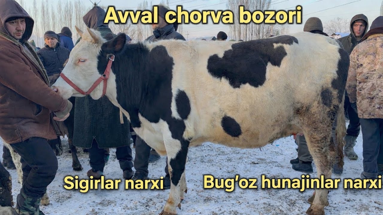 AVVAL CHORVA BOZORI. SIGIRLAR VA BUG’OZ HUNAJINLAR NARXLARI  24 января 2026 г.