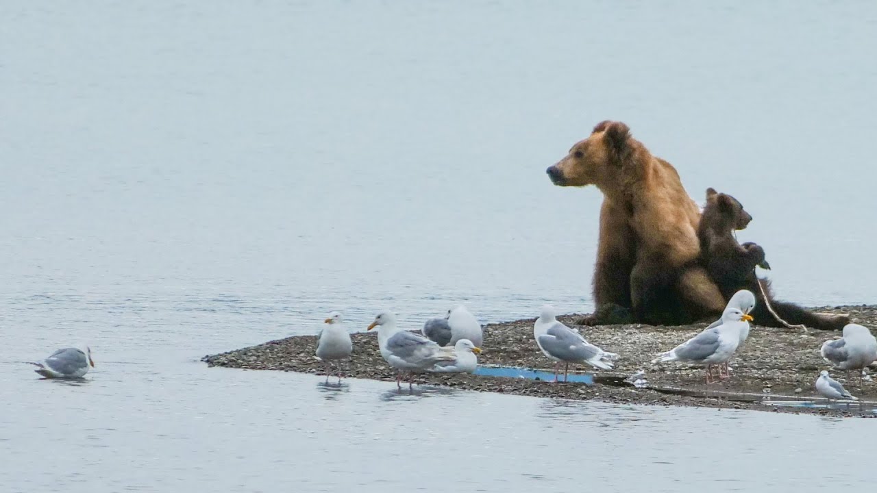 Bears in Slow Motion - Katmai National Park