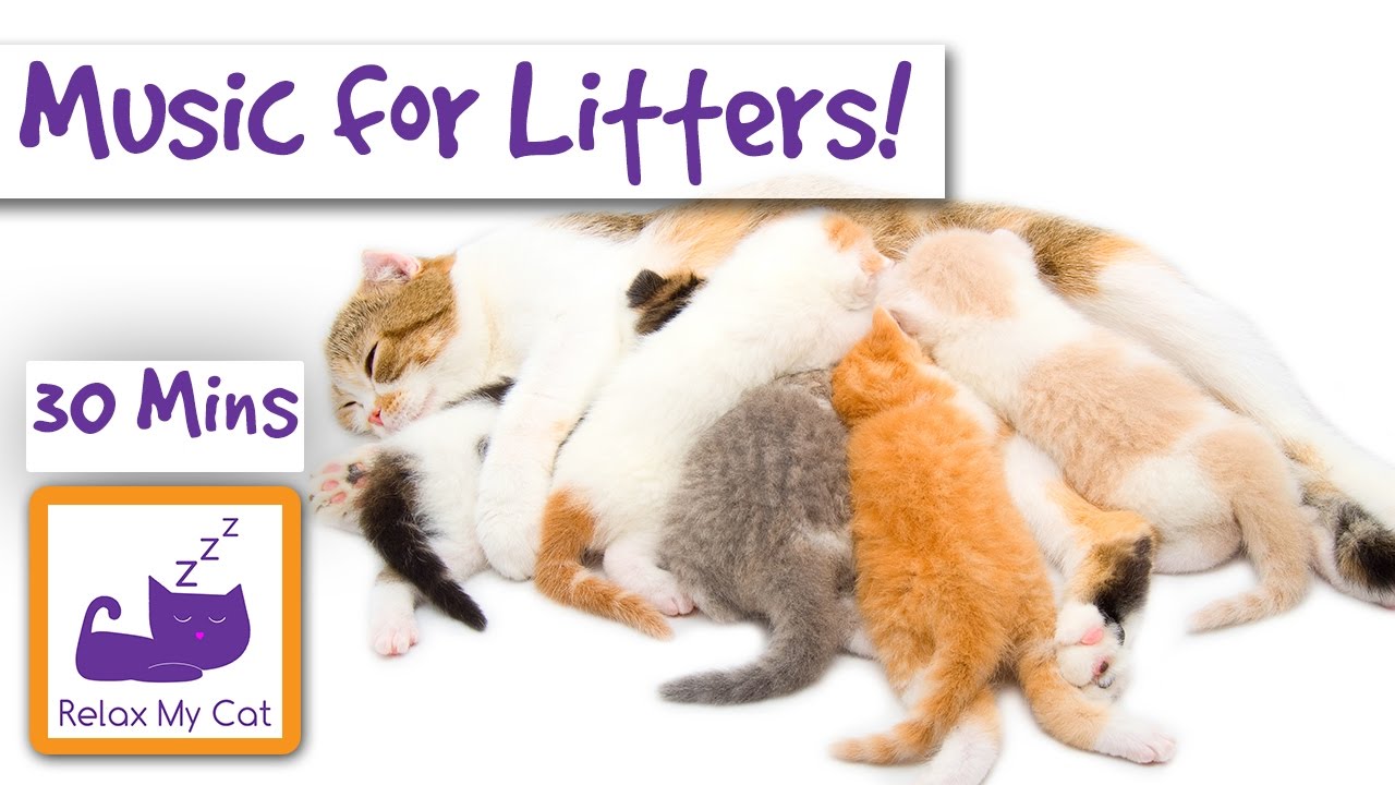 Music for New Litters of Kittens and their Mums! Soothing Music for New Cat Mums and their Babies