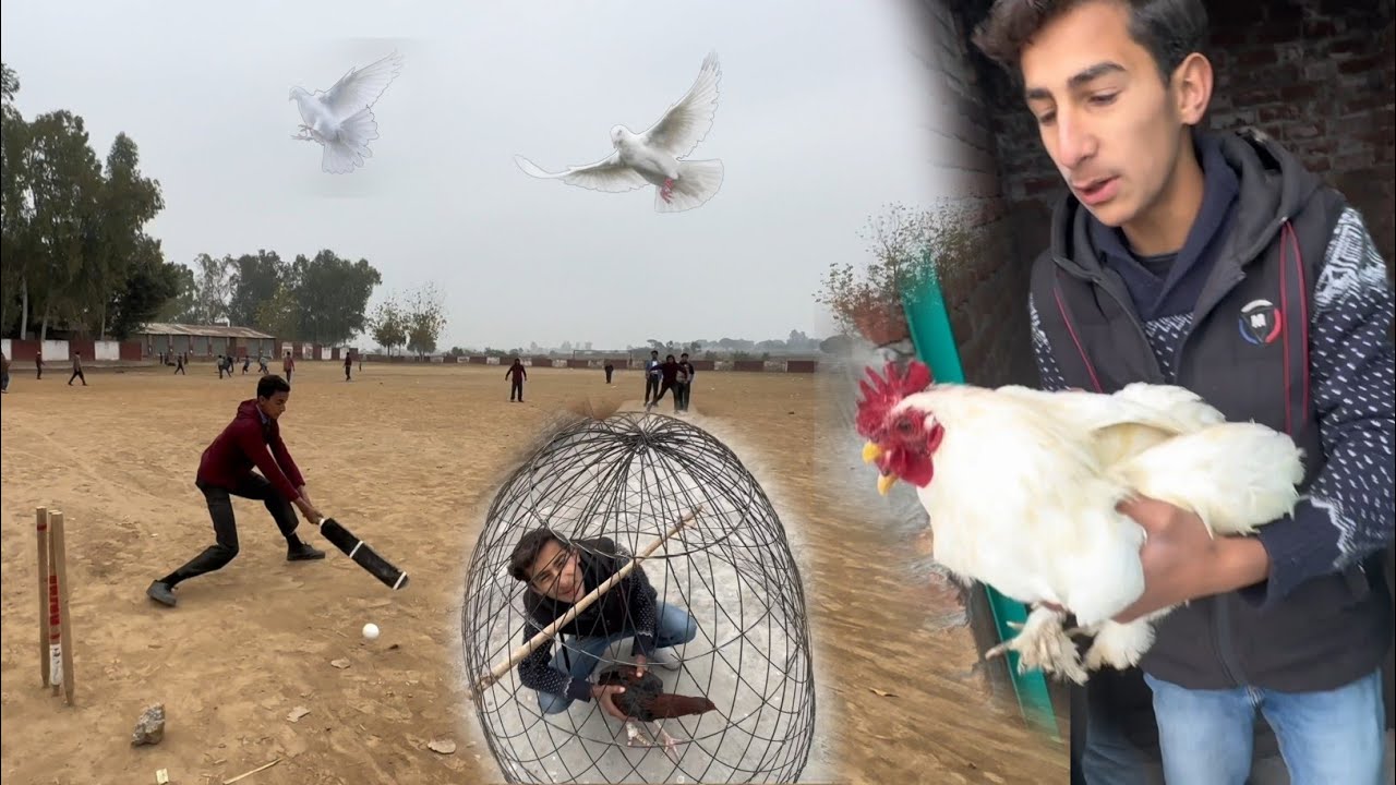 White Mugra 🐓 Both Fight Krta Ha