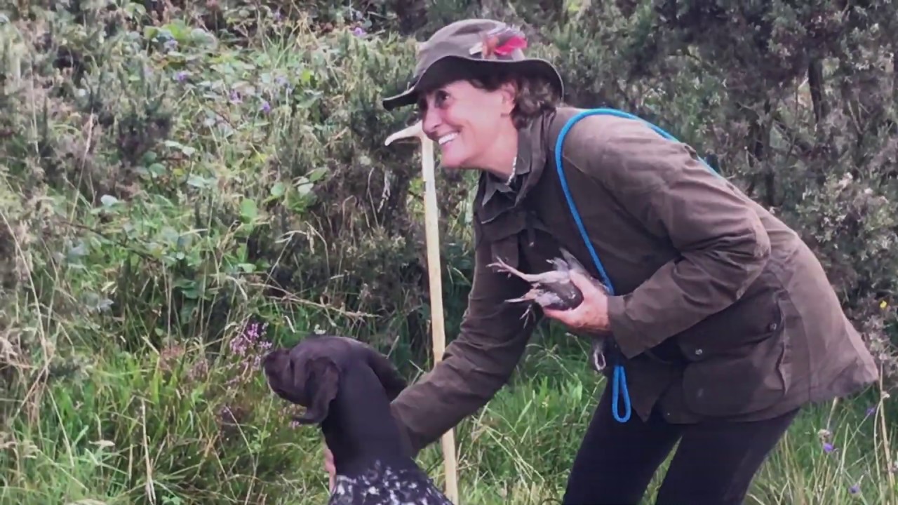 Shooting over a  Novice German Shorthaired Pointer