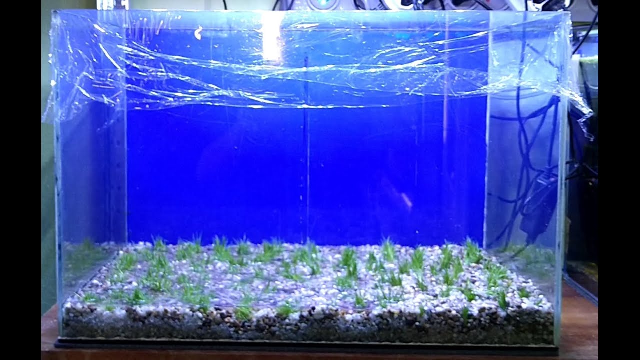 Nowy Projekt#Trawnik#Suchy Start#Eleocharis Parvula.