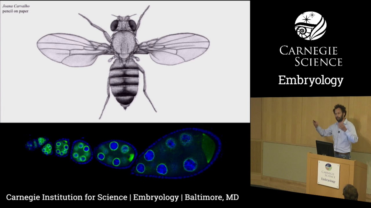 Carnegie Embryology Minisymposium 2018 - Julius Brennecke - Hacking the Gene Expression Machinery