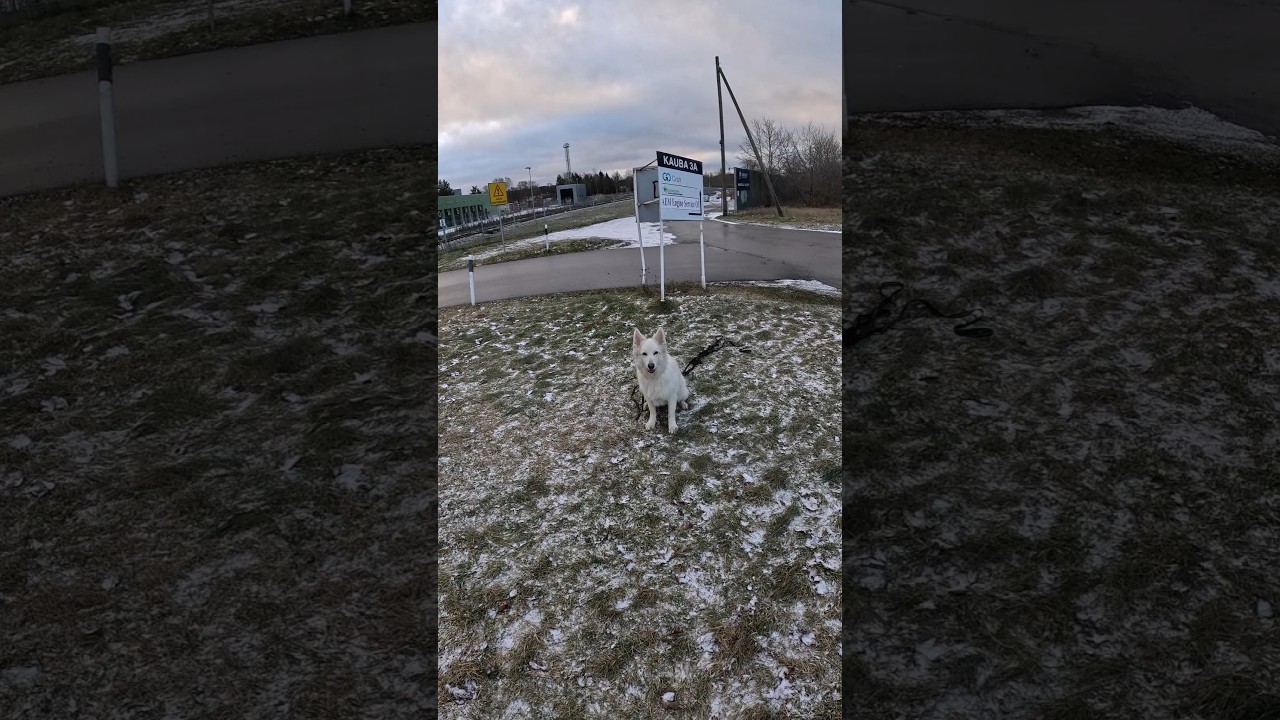 Fetch with a Large Dog