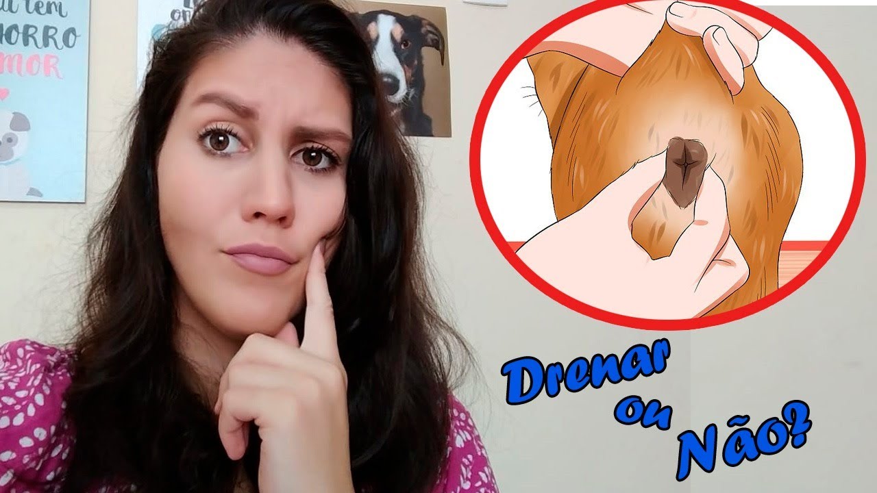 Devo espremer (drenar) a Glândula Anal do meu cão sempre?