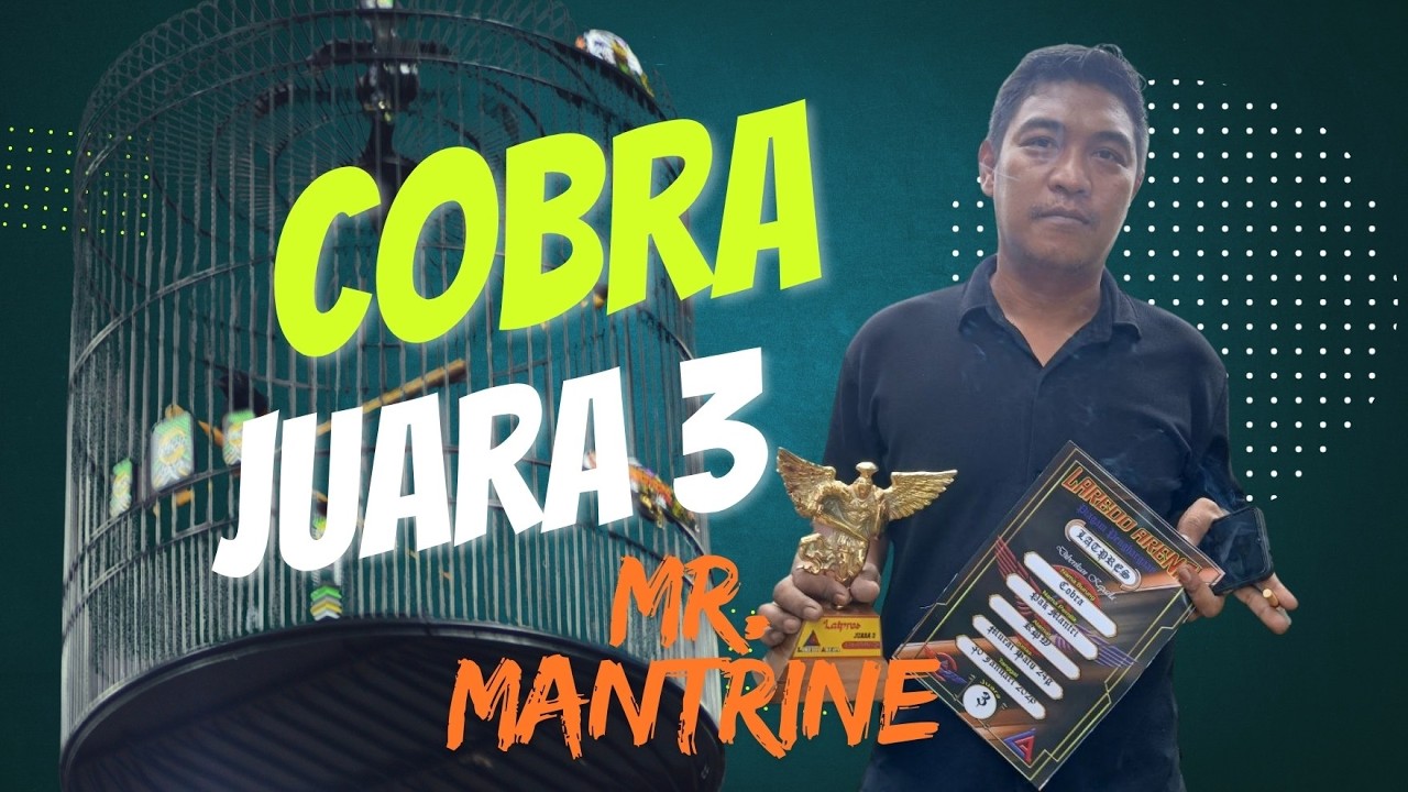 Cobra Tarung Sujud Sujud,  Volume Cetar di Latpres Laredo// Video Full No Edit