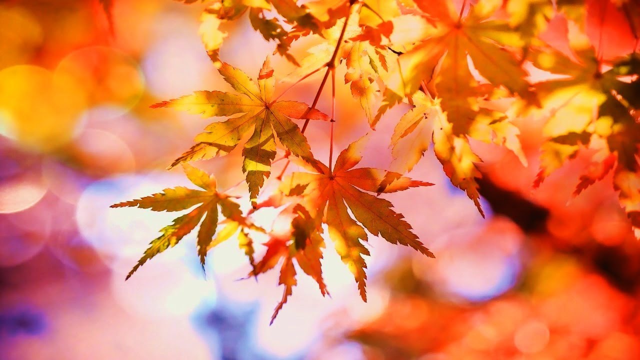 The most beautiful autumn melodies on the piano - 2 hours of romantic and relaxing piano music