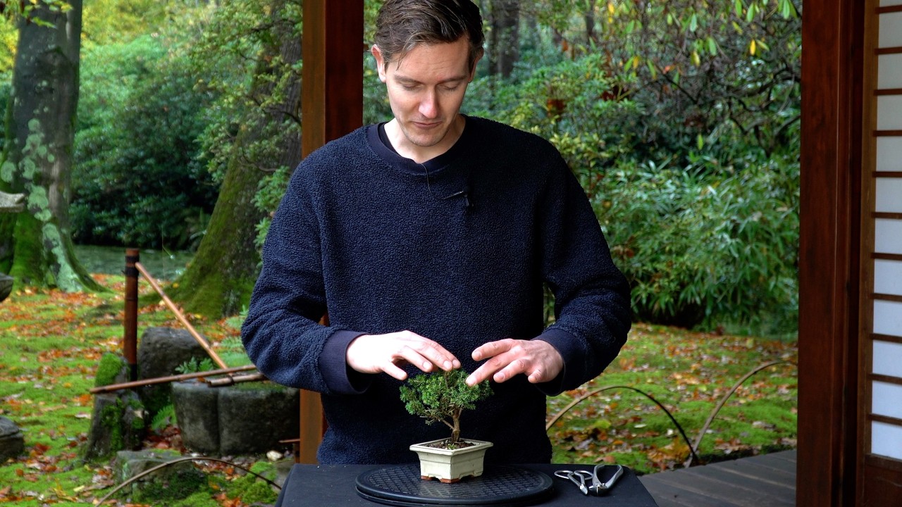 The mini Spruce Bonsai tree