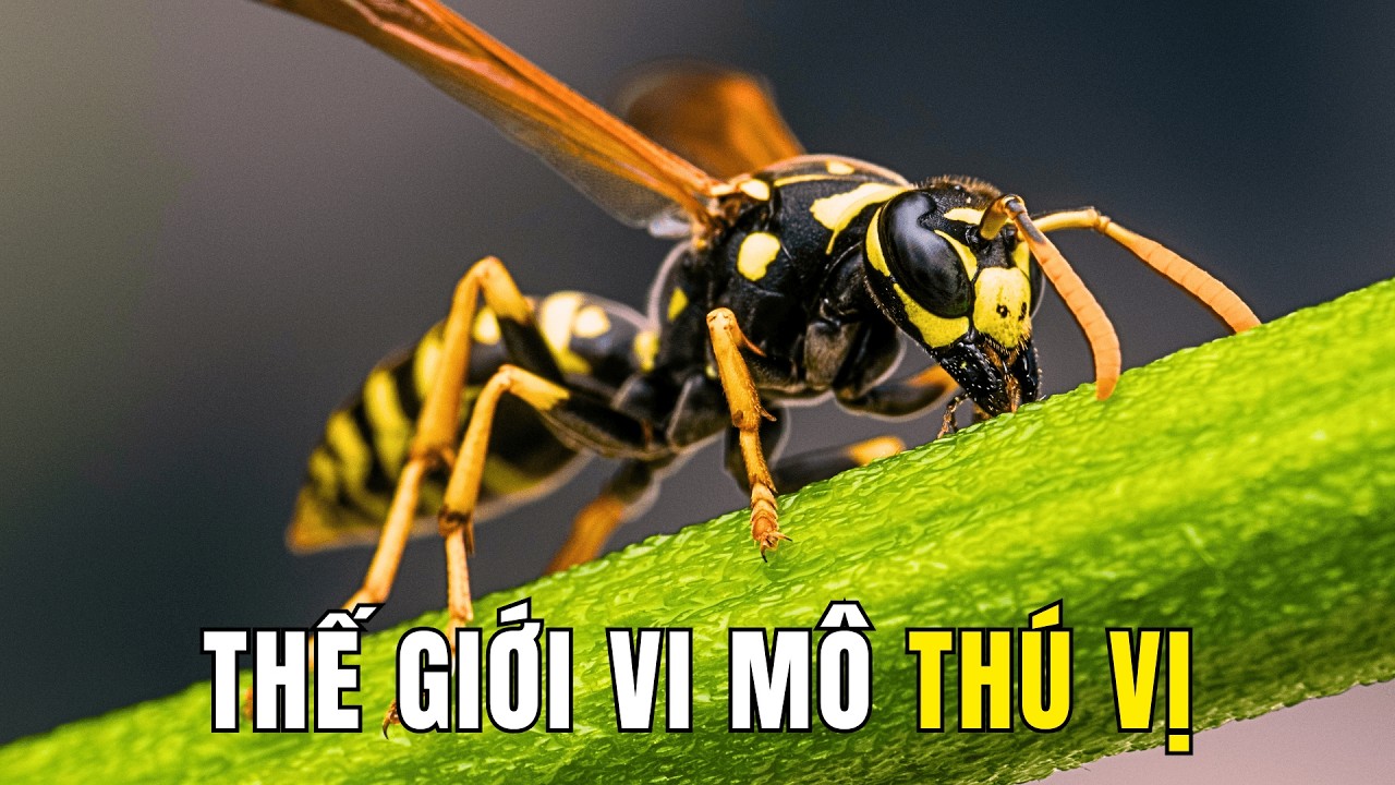 Thế Giới Của Côn Trùng [REPLAY] | Khám Phá Thế Giới Động Vật Hoang Dã