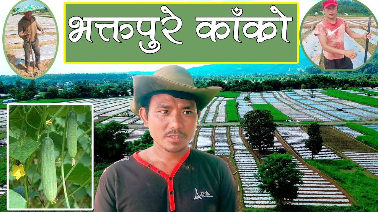 BIGGEST VEGETABLE FARMING OF NAWALPUR | HUPSEKOT-1 JUGEPANI KAULETOL | भक्तपुरे काक्रो लगाउने तरिका