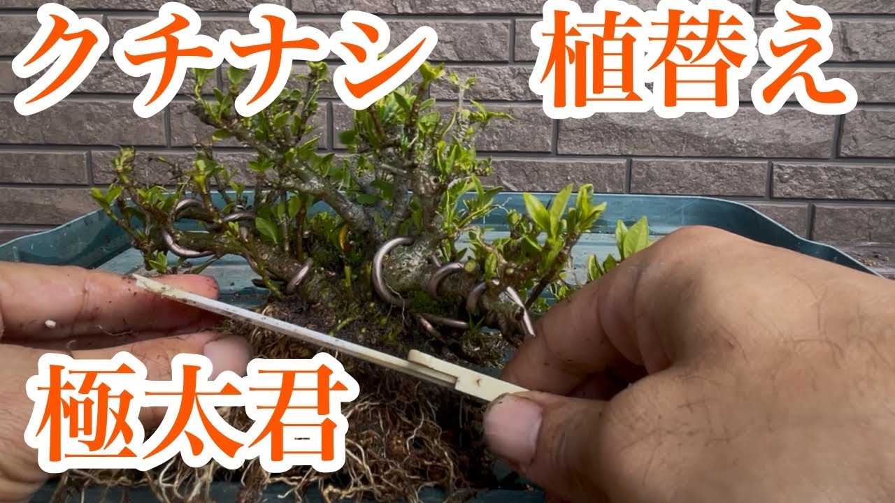 【クチナシ】植え替え、葉刈り、剪定【初心者に優しい盆栽動画】