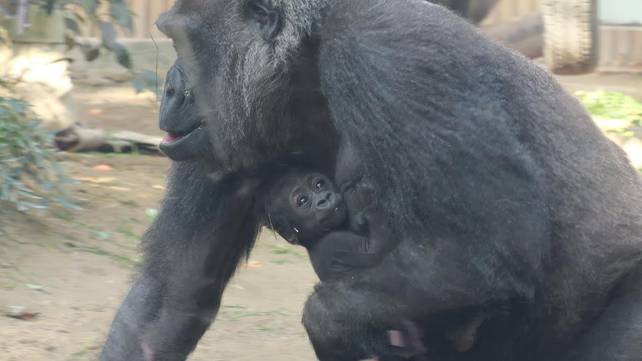 ゲンキの赤ちゃんと網！　京都市動物園　ゴリラ　202601
