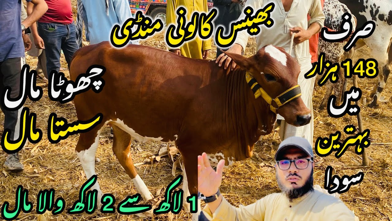 Bhains Colony Mandi Karachi Cattle Rates Update❤️ || 9 april 2026 || Cow Mandi 2026 💫