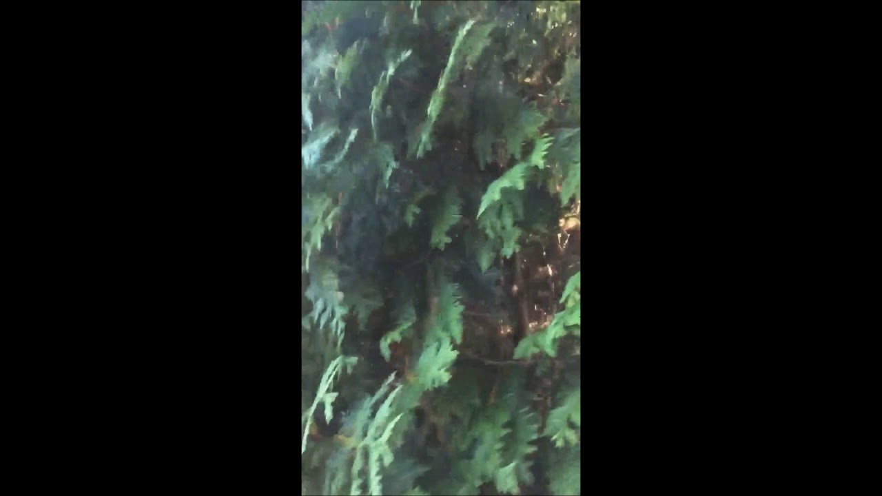 Green Giants Growing in Partial Shade