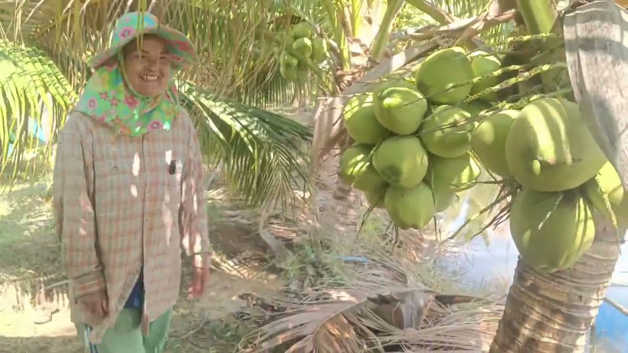 คุณแม่ปนัดดาเปลี่ยนจากนาข้าวมาทำสวนมะพร้าว250กว่าต้น6 ปีผ่านไปมีรายได้เดือนละ 10,000-20000บาท