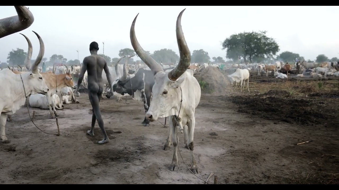 Mundari tribe man covering his cow in ash to repel flies and mosquitoes, South Sudan
