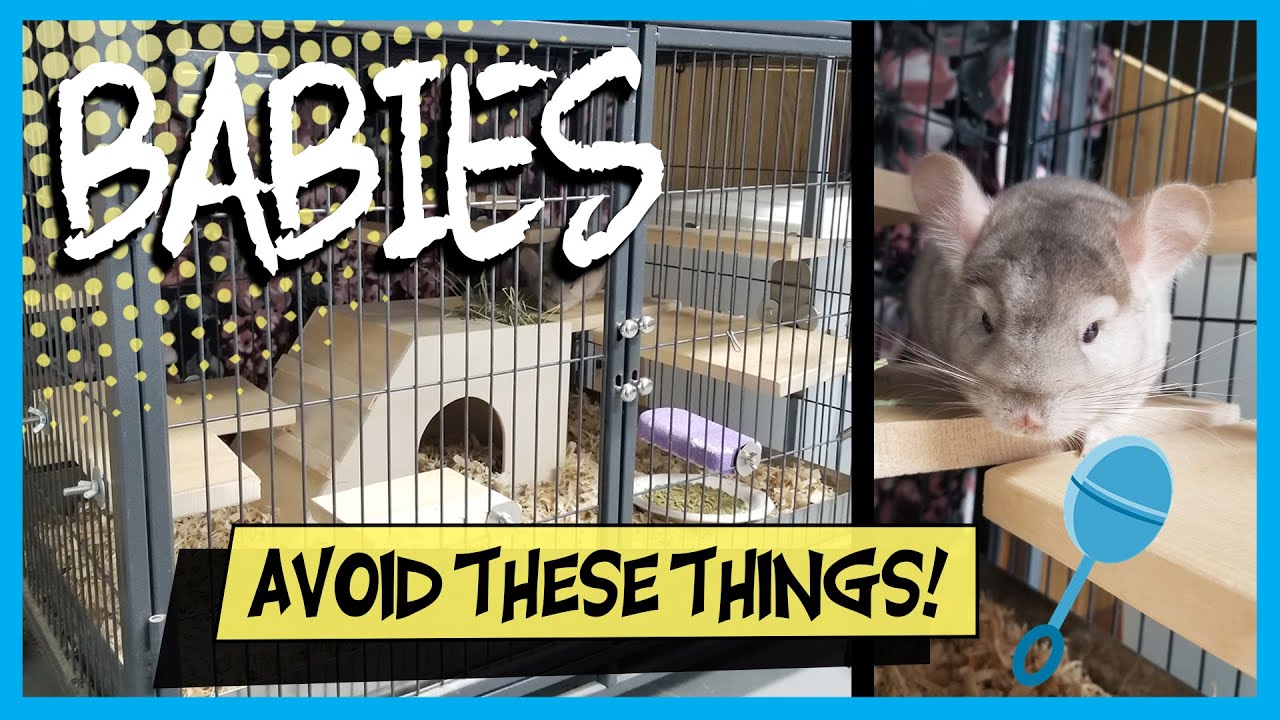 BABY CHINCHILLA CAGE TOUR | Baby Chinchilla Care Tips (They Should NOT Have These Things...)