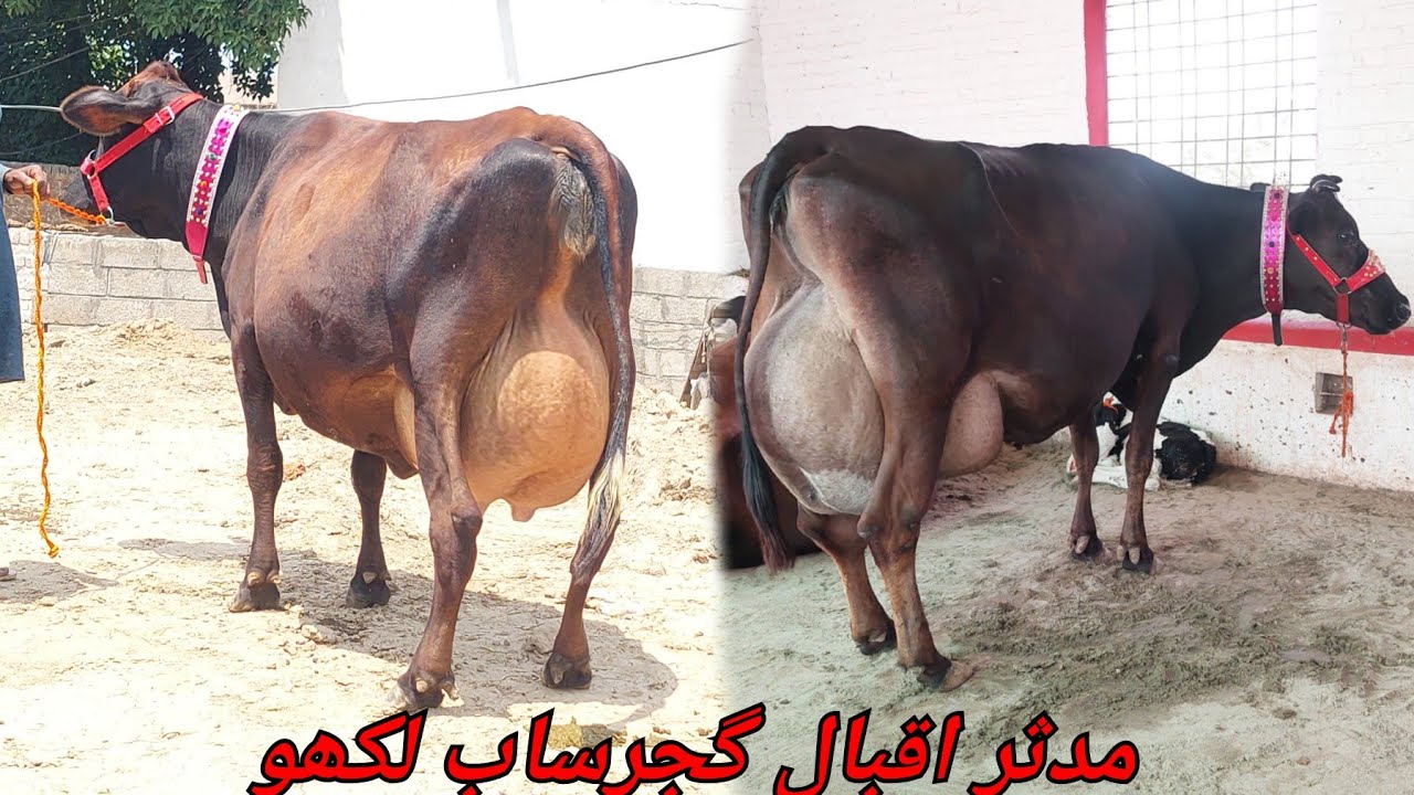 مدثر اقبال گجرساب لکھو 5 گائیں برائے فروخت 11 مئی 2025 karnana channel
