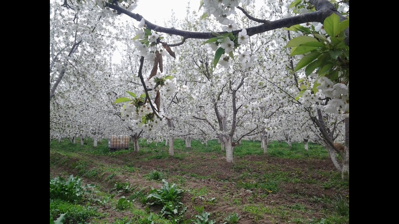 «Айыл Окмоту»: Тепе-Коргон - самый жаркий айыл окмоту в Кыргызстане